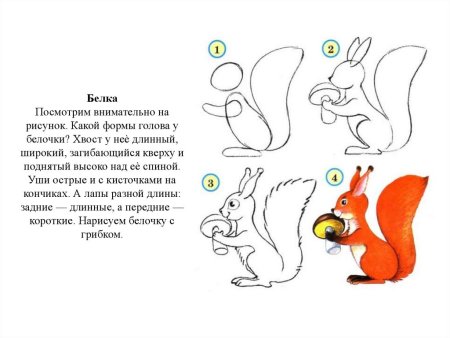 Белка поэтапное рисование