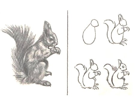 Поэтапное рисование белки