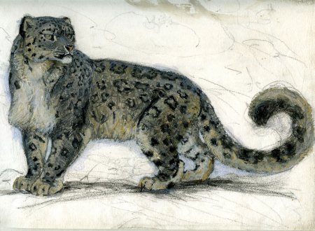 Снежный Барс Ватагин