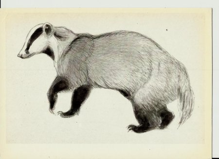 Ватагин зарисовки животных