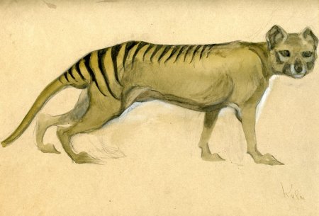 Анималистический Жанр Василий Ватагин