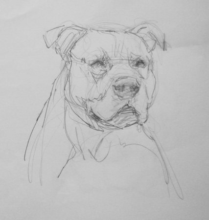 Академические Наброски животных