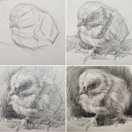 Наброски и зарисовки животных и птиц