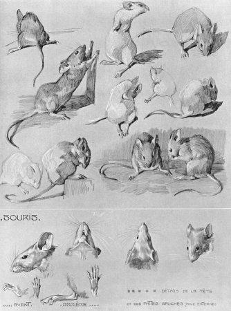 Наброски и зарисовки разных животных