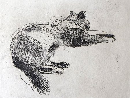 Зарисовки животных углем