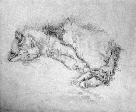Наброски животных с натуры