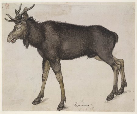 Альбрехт Дюрер картины анималистические