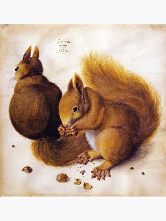 Альбрехт Дюрер белки