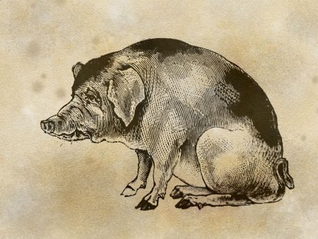 Свинья Альбрехта Дюрера