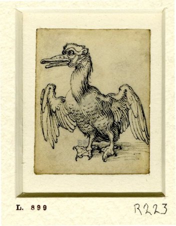 Альбрехт Дюрер анималистика