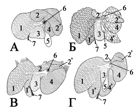 Печень лошади анатомия строение