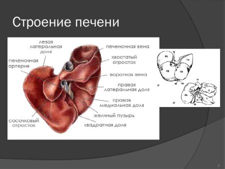 Анатомия печени крупного рогатого скота