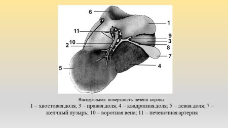 Анатомия печени крупного рогатого скота