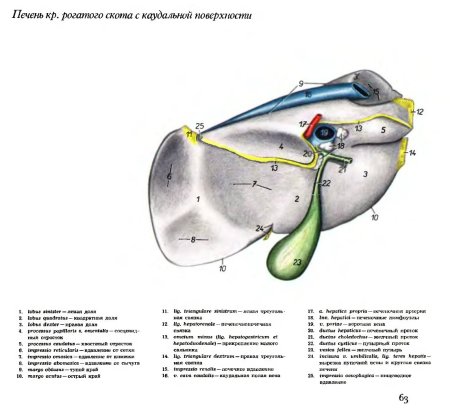 Строение печени КРС анатомия