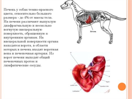 Строение печени КРС