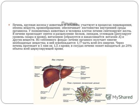 Печень анатомия латынь