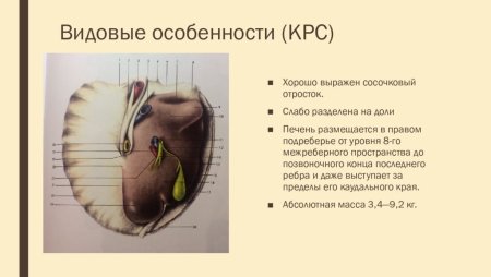 Строение печени собаки