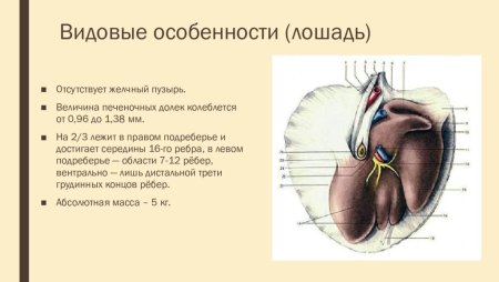 Анатомическое строение печени коровы
