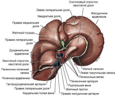 Печень нарисовать