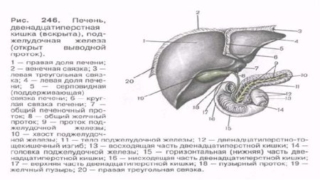 Печень черно белая