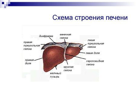 Печень человека контур