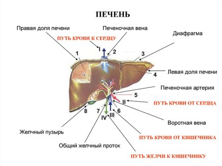 Строение печени свиньи