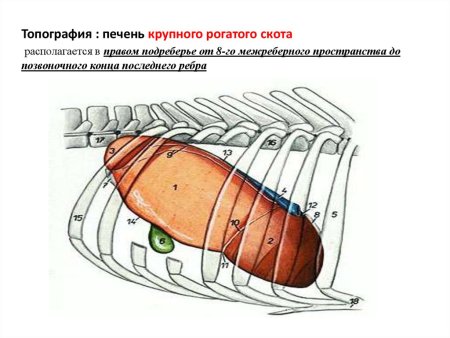 Печень вектор