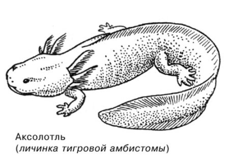 Личинка амбистомы
