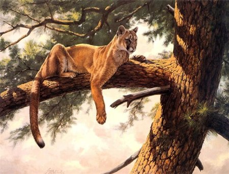 Гай Кохелич тигры анималист