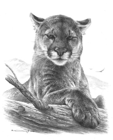 Уссурийский Амурский тигр рисунок