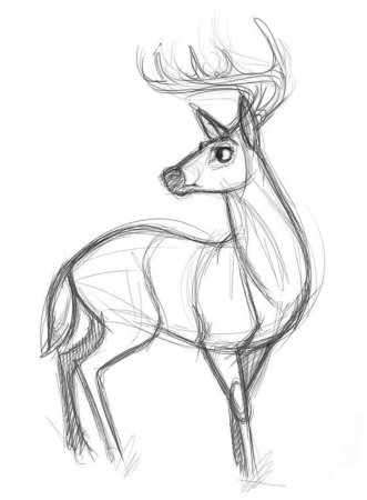 Лисы времена года