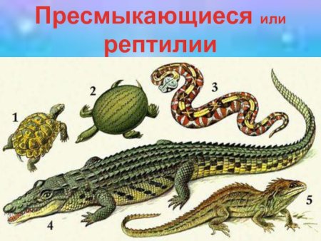 Пресмыкающие рептилии Покров