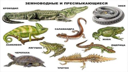 Млекопитающие Пресноводные земноводные и пресмыкающиеся