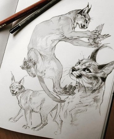 Каракал скетч