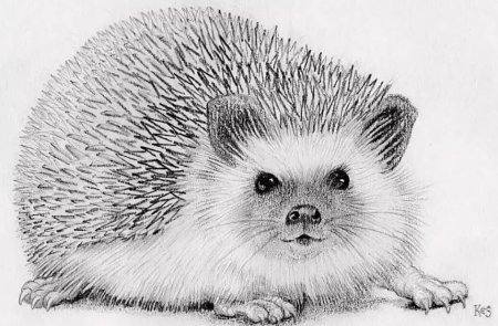 Еж рисунок