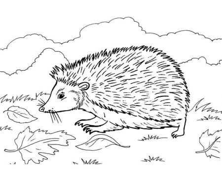 Еж раскраска