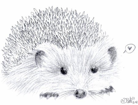 Рисунок ежа карандашом для детей