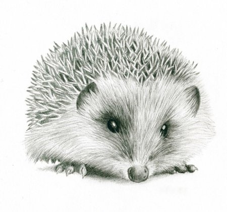 Зарисовка ежика