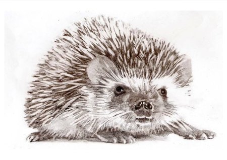 Животные углем