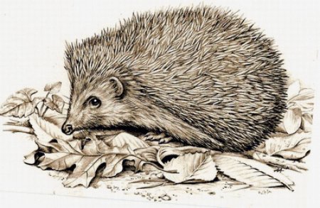 Ежик рисунок