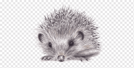 Ежик карандашом