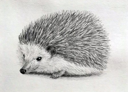 Даурский еж раскраска