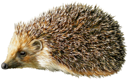 Ежик контур