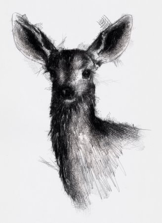 Зарисовки птиц