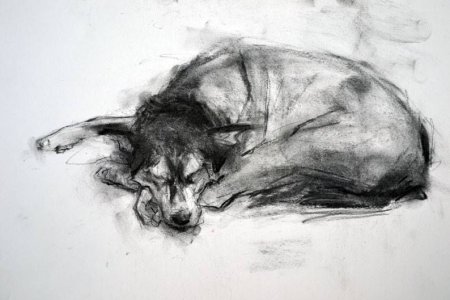 Графические зарисовки животных