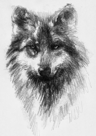 Наброски животных углем