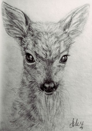 Зарисовки собак