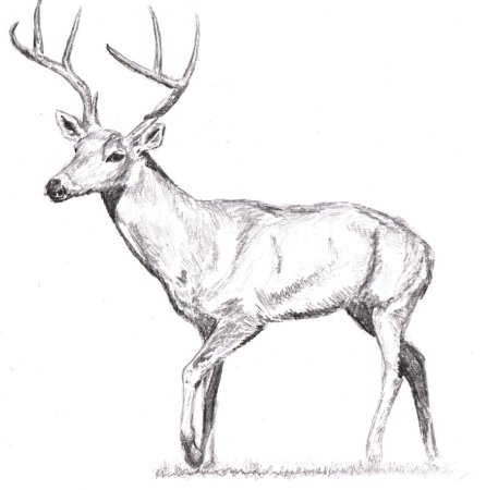Олень рисунок карандашом