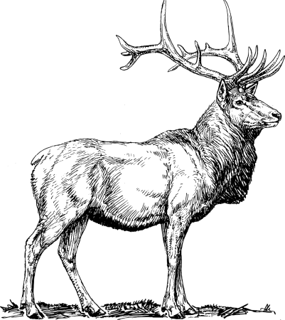 Олень рисунок