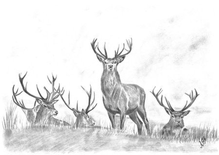 Олень рисунок